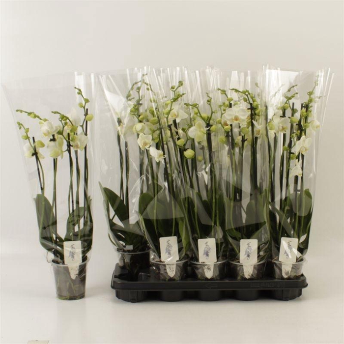 <h4>PHAL OV WIT</h4>