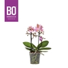 Phal 2-tak Mini Santos