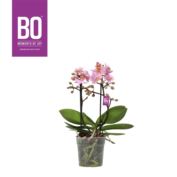 <h4>Flora P12 BO Midpink 2 spike</h4>