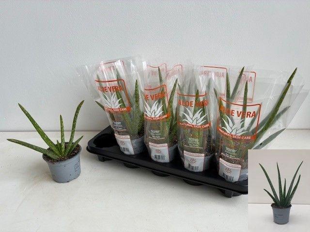 <h4>ALOE VERA</h4>