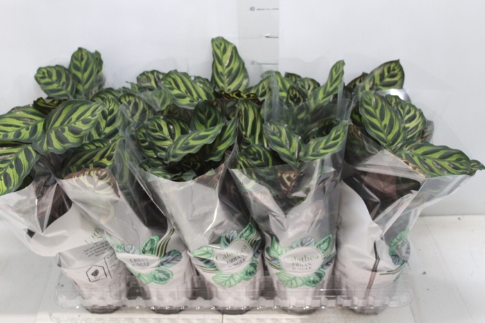 <h4>CALATHEA MAKOYAMA P12</h4>