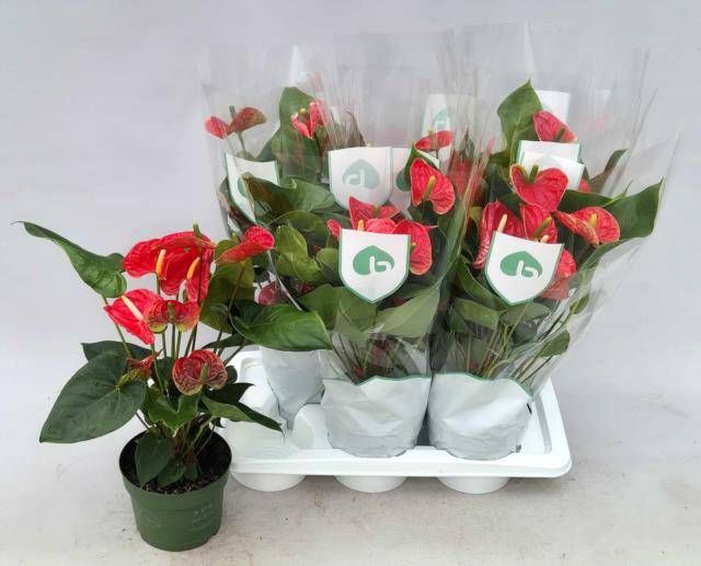 <h4>ANTHU AN MADURAL</h4>