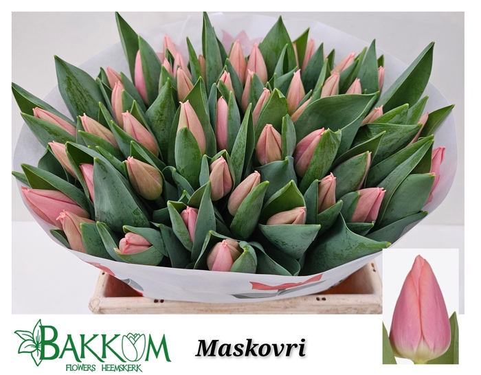 <h4>TU EN MASKOVRI</h4>