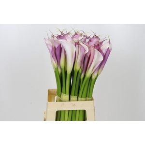 Zantedeschia Eydolls Purple White