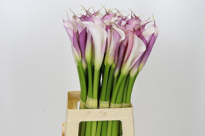 <h4>Zantedeschia Eydolls Purple White</h4>