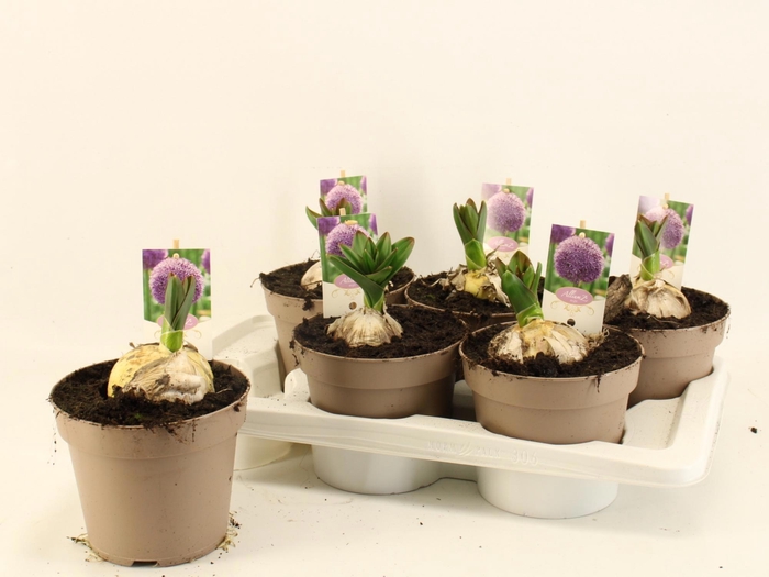 <h4>ALLI GLOBEMASTER</h4>