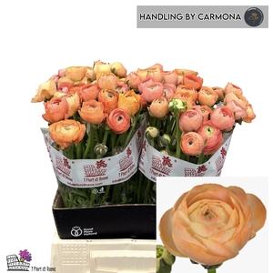 RAN DOLCEVIT SALMONE