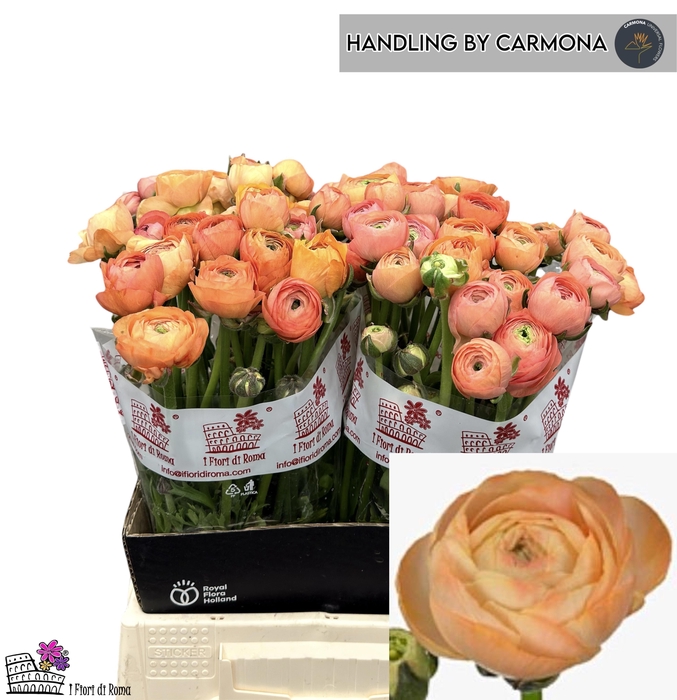 <h4>RAN DOLCEVIT SALMONE</h4>