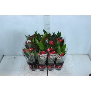 ANTHURIUM MINI MILLION FLOWERS P09