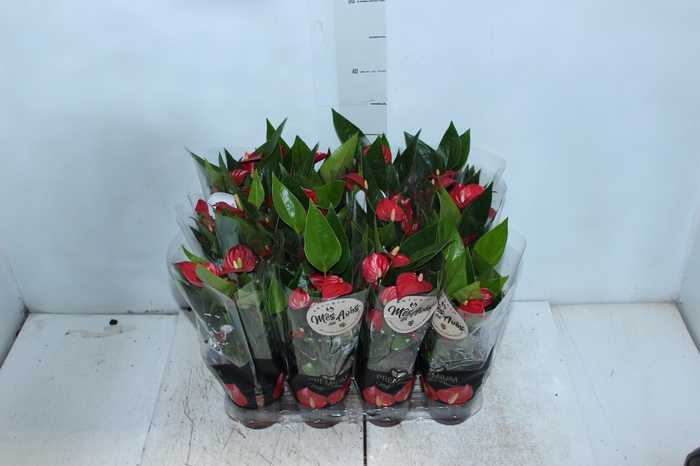<h4>ANTHURIUM MINI MILLION FLOWERS P09</h4>