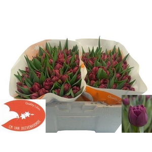 Tu Du Alison Bradley