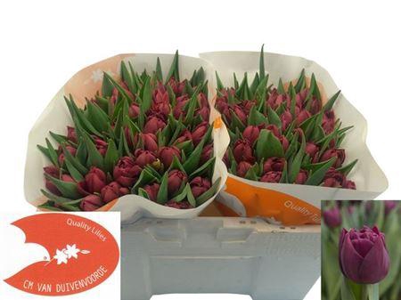 <h4>Tu Du Alison Bradley</h4>