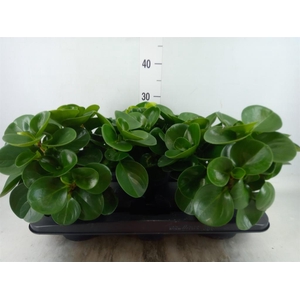 Peperomia obt. 'Green Gold'
