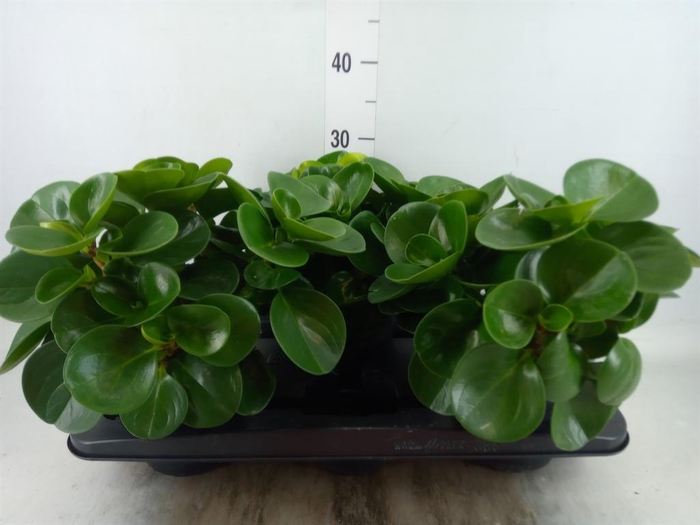 <h4>Peperomia obt. 'Green Gold'</h4>