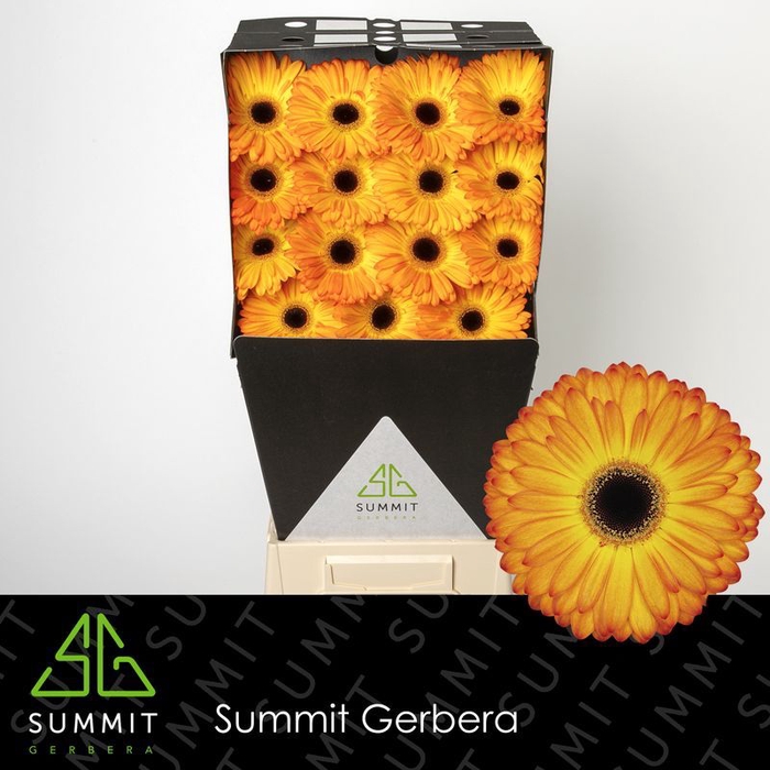 <h4>Gerbera Catwalk Diamond</h4>