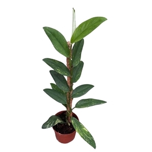Overig planten Rhaphidophora Elliptica Aurea