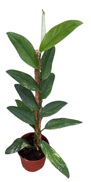 <h4>Overig planten Rhaphidophora Elliptica Aurea</h4>