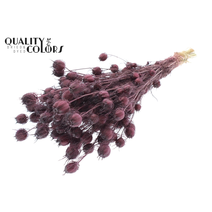 <h4>Nigella per bunch Burgundy</h4>