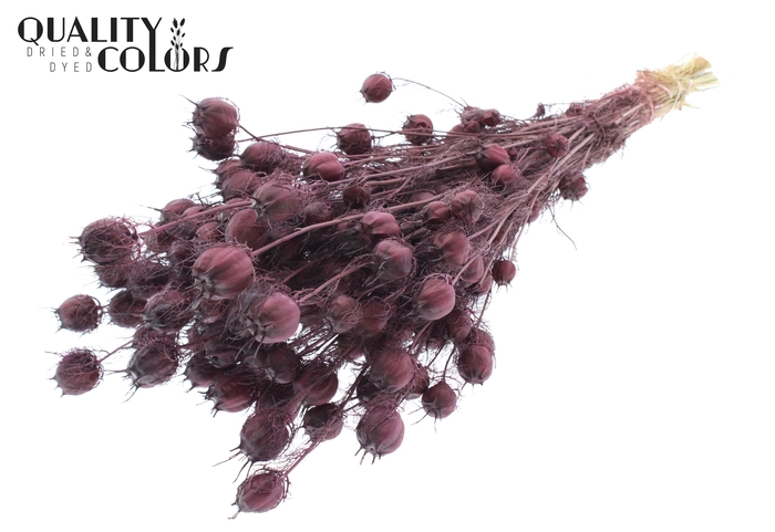 <h4>Nigella per bunch Burgundy</h4>