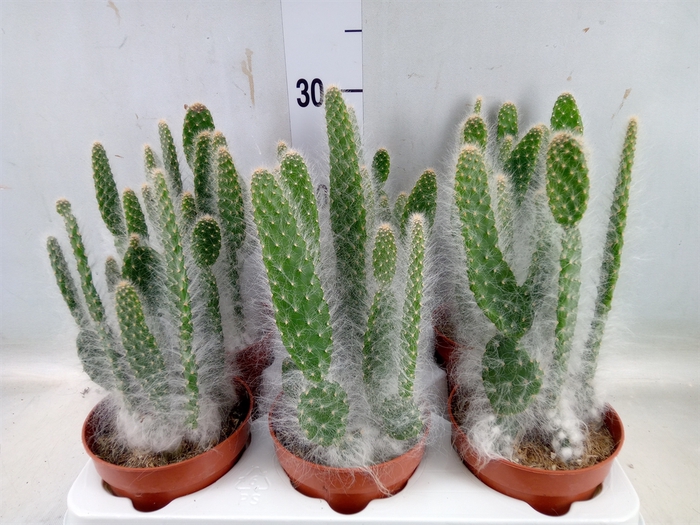 <h4>Opuntia</h4>