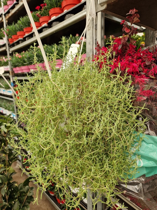 <h4>DROSANTHEMUM HISP</h4>