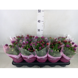 Chrysanthemum  'Artistic Jeff' .mix