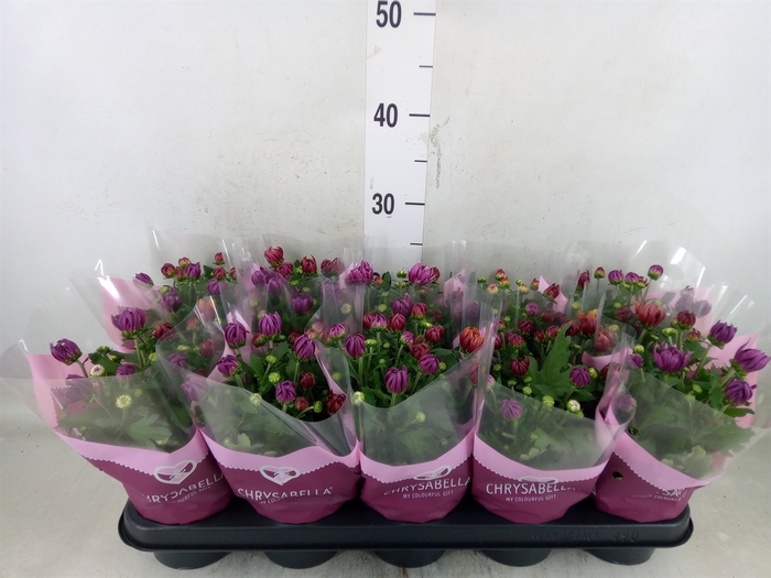 <h4>Chrysanthemum  'Artistic Jeff' .mix</h4>