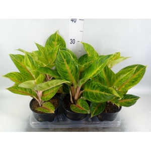 Aglaonema   ...