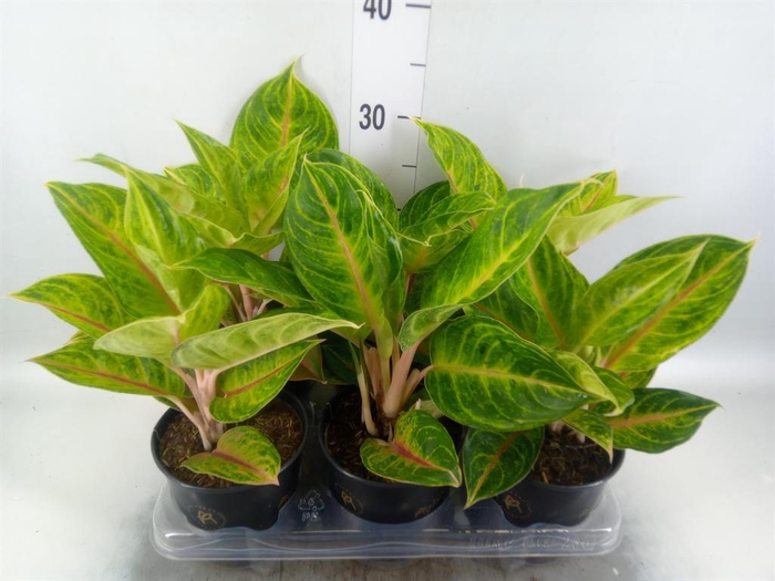 Aglaonema   ...