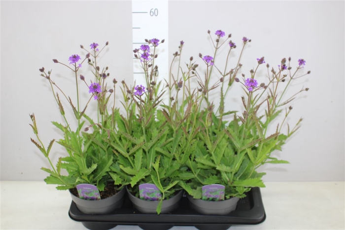 <h4>Verbena Rigida</h4>