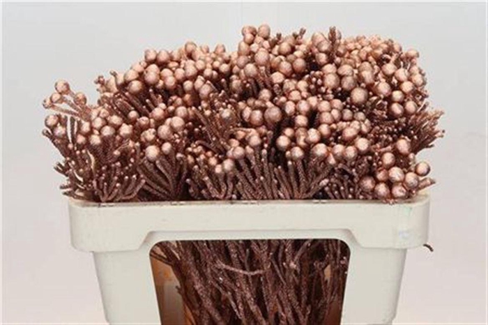 <h4>Kaaps Groen Silver Brunia Paint Copper</h4>