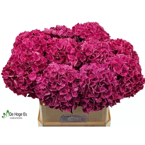 HYDR M MAG PINK RUBY