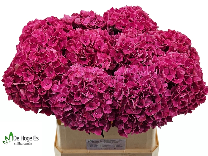 <h4>HYDR M MAG PINK RUBY</h4>