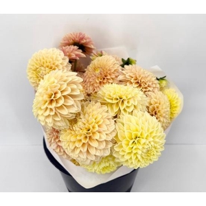 Dahlia Salmon