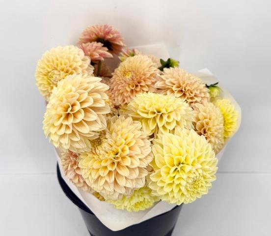 <h4>Dahlia Salmon</h4>