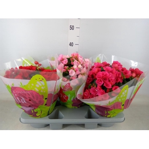 Begonia elat. EN 'Betulia' ..mix