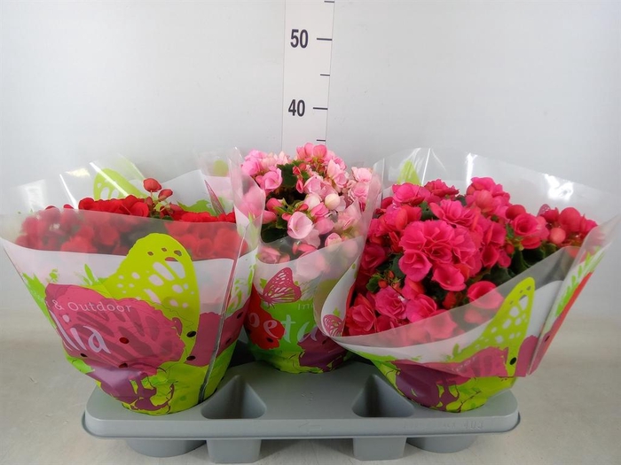 <h4>Begonia elat. EN 'Betulia' ..mix</h4>