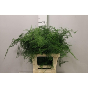 Asparagus Setaceus