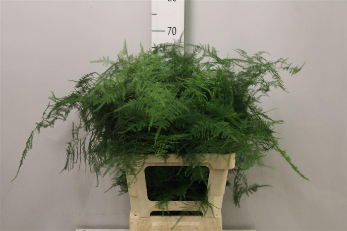 <h4>Asparagus Setaceus</h4>