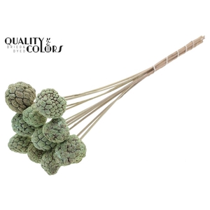 Atta Fruit on stem Bleached Frosted Mint