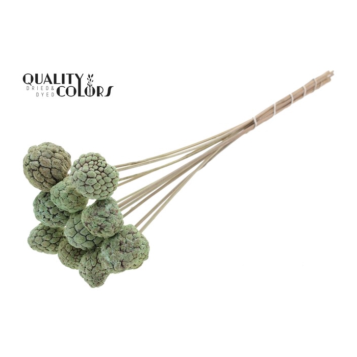 <h4>Atta Fruit on stem Bleached Frosted Mint</h4>