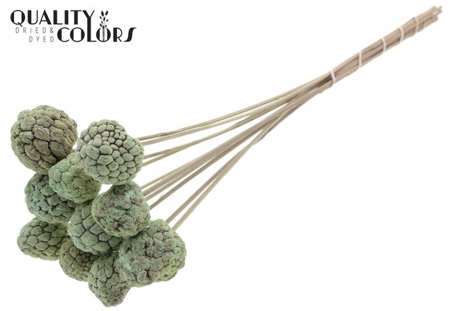 Atta Fruit on stem Bleached Frosted Mint