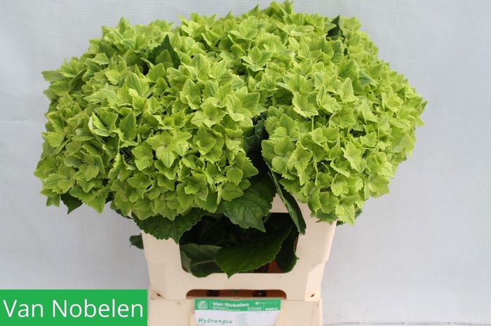 <h4>HYDR M MAG SUMMGR</h4>