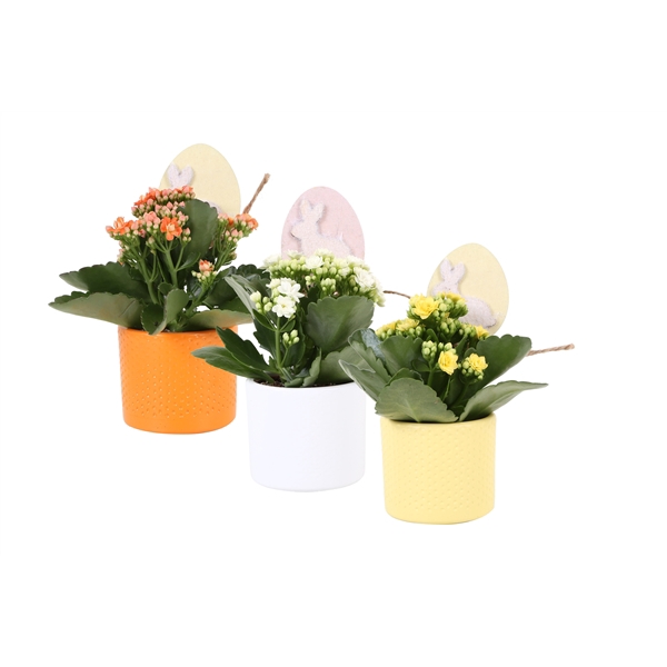 <h4>KP-753.4 - Kalanchoe Rosalina 7cm in stippenpot en paassteker</h4>