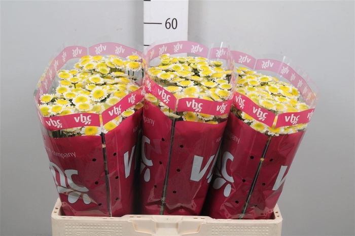 <h4>Chr S Sun Up</h4>