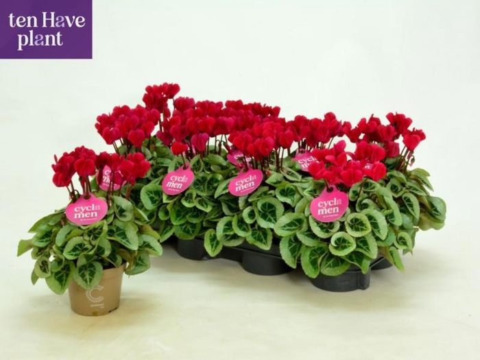 <h4>CYCL KL SUP PICASSO</h4>