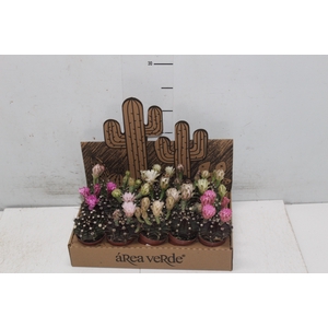 CACTUS GYMNOCALYCIUM MIHANOVICHII P06