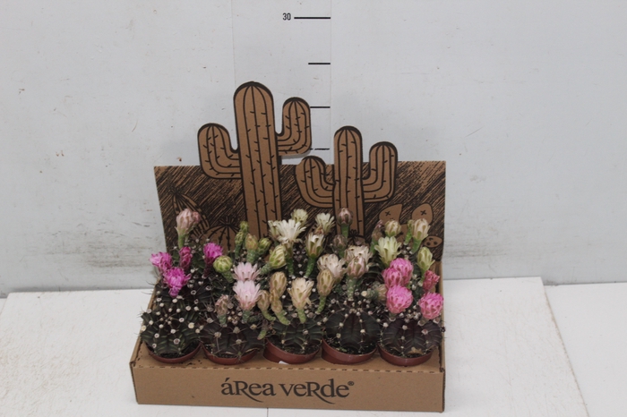 <h4>CACTUS GYMNOCALYCIUM MIHANOVICHII P06</h4>