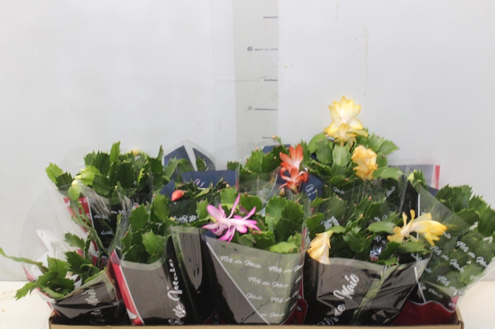 <h4>FLOR DE MAIO P11</h4>