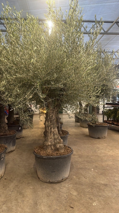 <h4>OLEA EUROPAEA</h4>